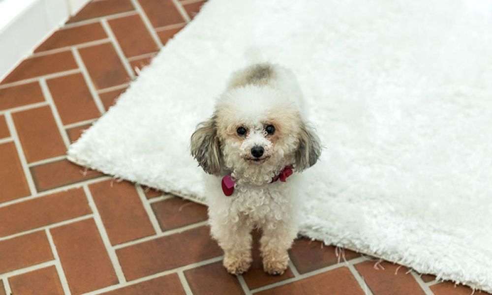 Small curly-haired dog with pink bow stands on a white rug over a brick floor, looking up.