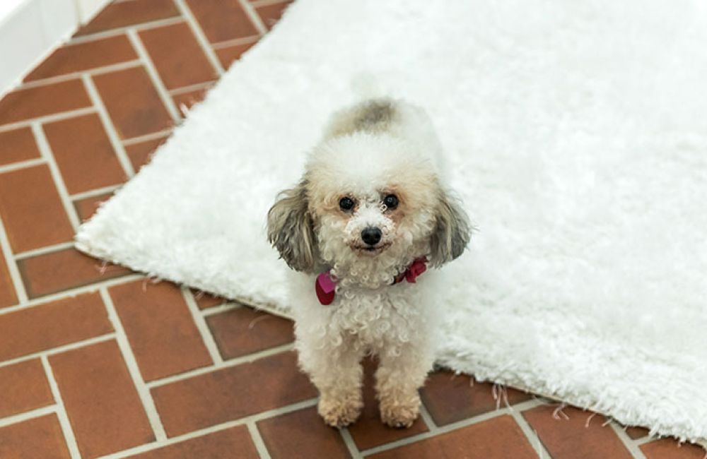 Small curly-haired dog with pink bow stands on a white rug over a brick floor, looking up.