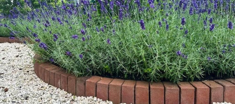 Brick planter filled with purple flowers, suitable