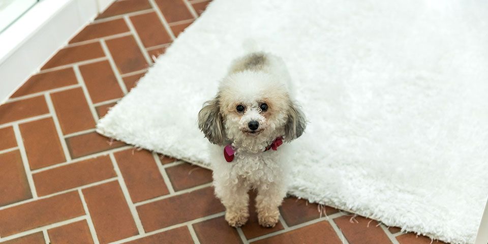 Small curly-haired dog with pink bow stands on a white rug over a brick floor, looking up.