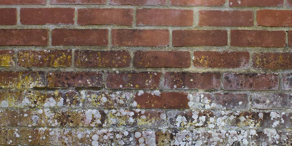 How To Clean Mold Off Brick  