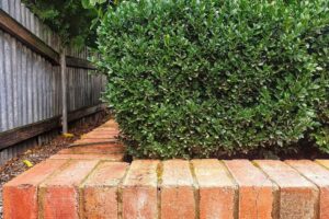 Brick pathway beside a tall green hedge and a wooden fence on the left orients along a garden path.