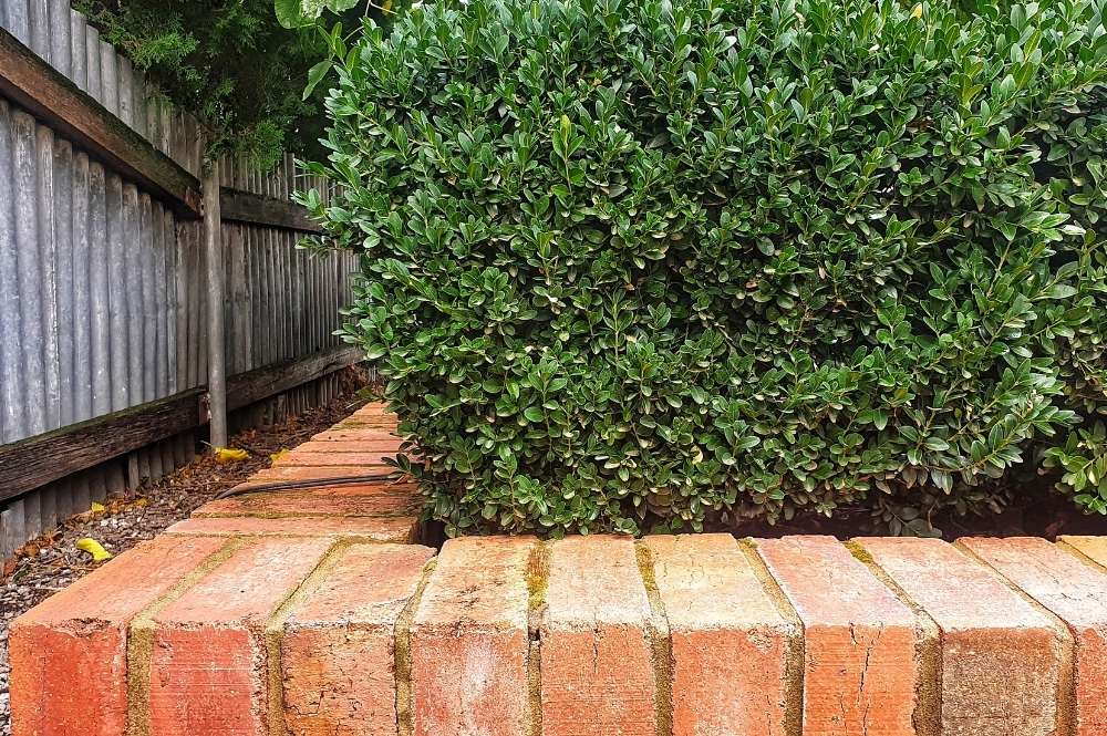 Brick pathway beside a tall green hedge and a wooden fence on the left orients along a garden path.