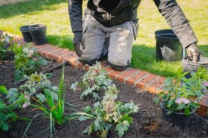 Gardener planting flowers in a garden bed, using black pots and wearing gloves, with grass and bricks in the background.